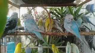 🏡初心者でも簡単！安心できる鳥部屋DIY完全版