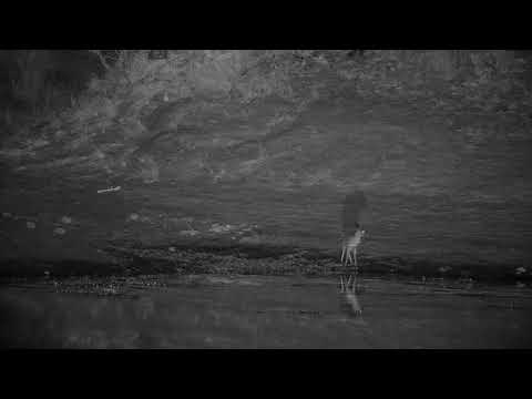 Djuma: Duiker drinks at the dam - 20:18 - 08/16/21