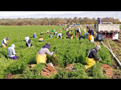 American Farmers Harvest Billions Of Pounds Of Fruit And Vegetables This Way - Farming