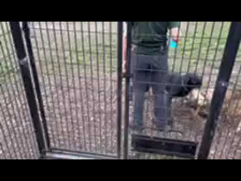 Lanny romping some more with a female shepherd