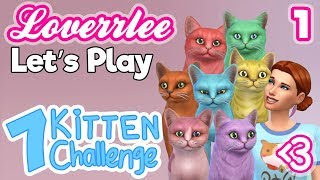 7 KITTEN CHALLENGE! Cute Kitties!