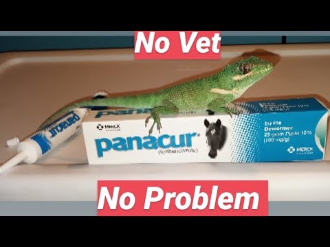 Treating Reptiles For Internal Parasites With Panacur! No Vet Needed!