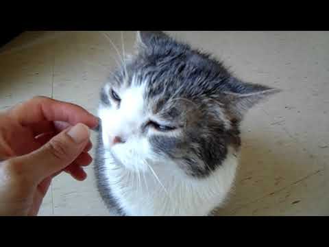 Coconut Oil | NO! Your Cats Are NOT Dying! -- May 20, 2020