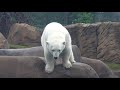 Polar Bears And Black Bears Get Ready For Decembear