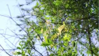 LET LIFE LOOSE - DAISHI DANCE