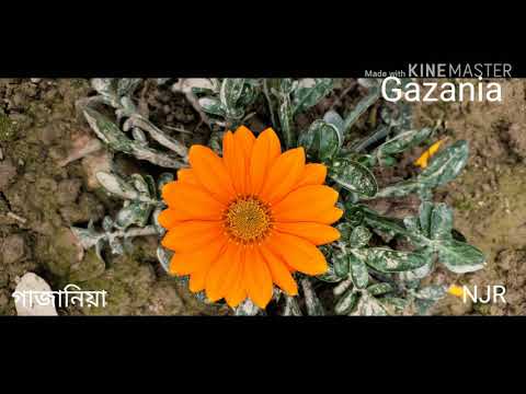 Best winter flower Gazania