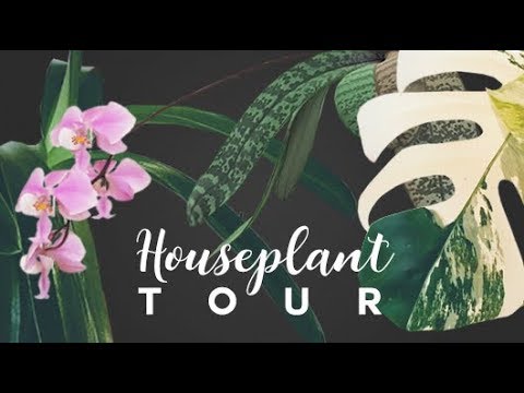 HOUSEPLANT TOUR 🌿 ● Spring 2019 | A Full Tour Of Every Plant I Own