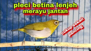 Download lagu Pleci Betina Birahi Memanggil Jantan,Pancingan Pleci Bustomi Biar Gacor Dor mp3