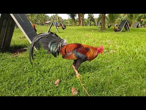 The best PBRB Gamefarm of Mr.Raymond Burgos