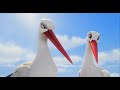 A Storks Journey 2017 Hindi Dubbed Movie Animated
