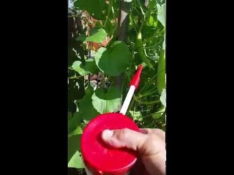 Organic Pest Control Diatomaceous Earth