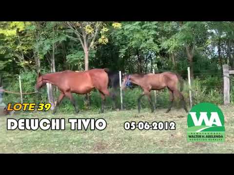 Lote DELUCHI TIVIO