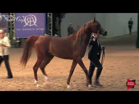 N.101 EVEREST SA - LAS VEGAS 2019 - Arabian World Cup Junior Stallions (Class 123).mp4