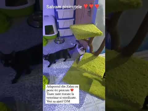 2. Casa cu perle"casa cu perle"Zalău Romania