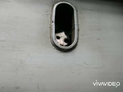 Motanul Riki si-a facut casa in gaura unei locomotive (LDH)!!!!