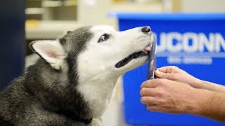 Special Delivery: UConn Acceptance Letter | UConn