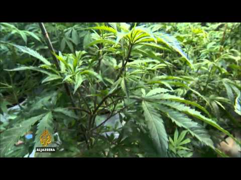 Zelena groznica trese Colorado