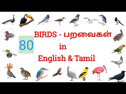 80 Birds Name in English and Tamil l Paravaigal Peyargal l பறவைகள் பெயர்கள் l Toddlersslate.