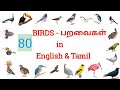 80 Birds Name In English And Tamil L Paravaigal Peyargal L பறவைகள் பெயர்க�
