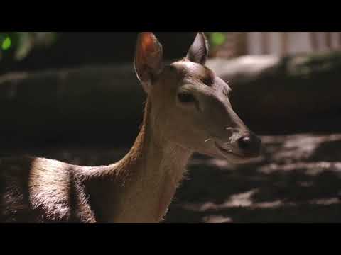 Deer Hunt Continues Saddle River