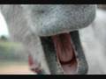 Will.i.am - The Donque Song w/ Funny Pics