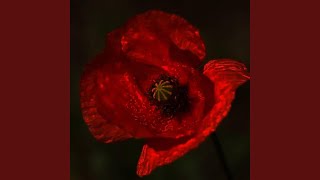 Amapola