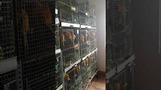Download lagu 150 Pair Conures Bird's Farm Visit | Madurai | #sunconure #smallconure #shorts mp3