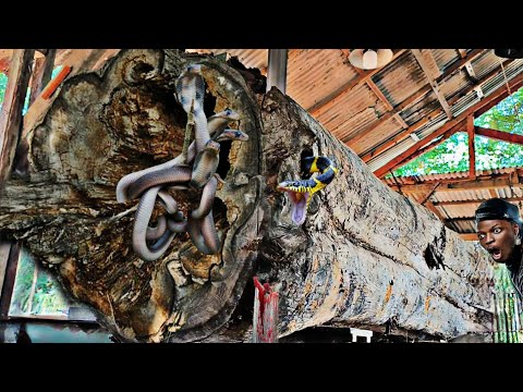 unexpected guess while sawing a giant teak log worth hundreds of millions of dollars Amerika