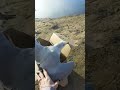 Just In Time Ring Billed Gull Release Living Sky Wildlife Rehabilitation