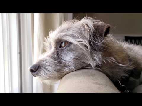 VFF Imagefilm Fenster 2017