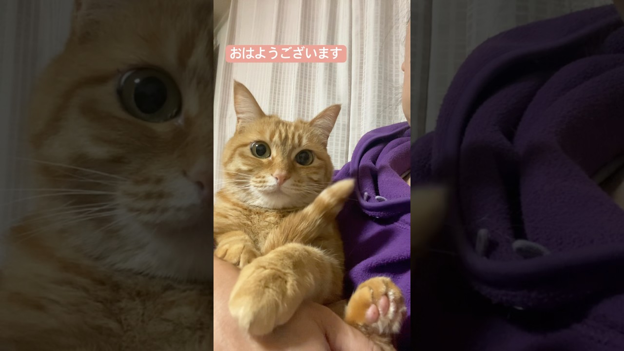 #shorts #猫shorts #catshorts #fyp #おすすめ #猫 #子猫 #cat #catlover #癒し #かわいい #猫のいる暮らし #猫好きさんと繋がりたい #癒しの猫時間