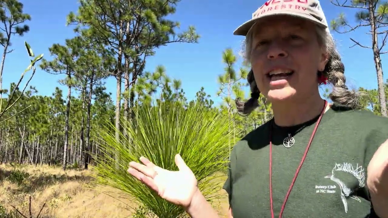 Pinus palustris (longleaf pine) - YouTube