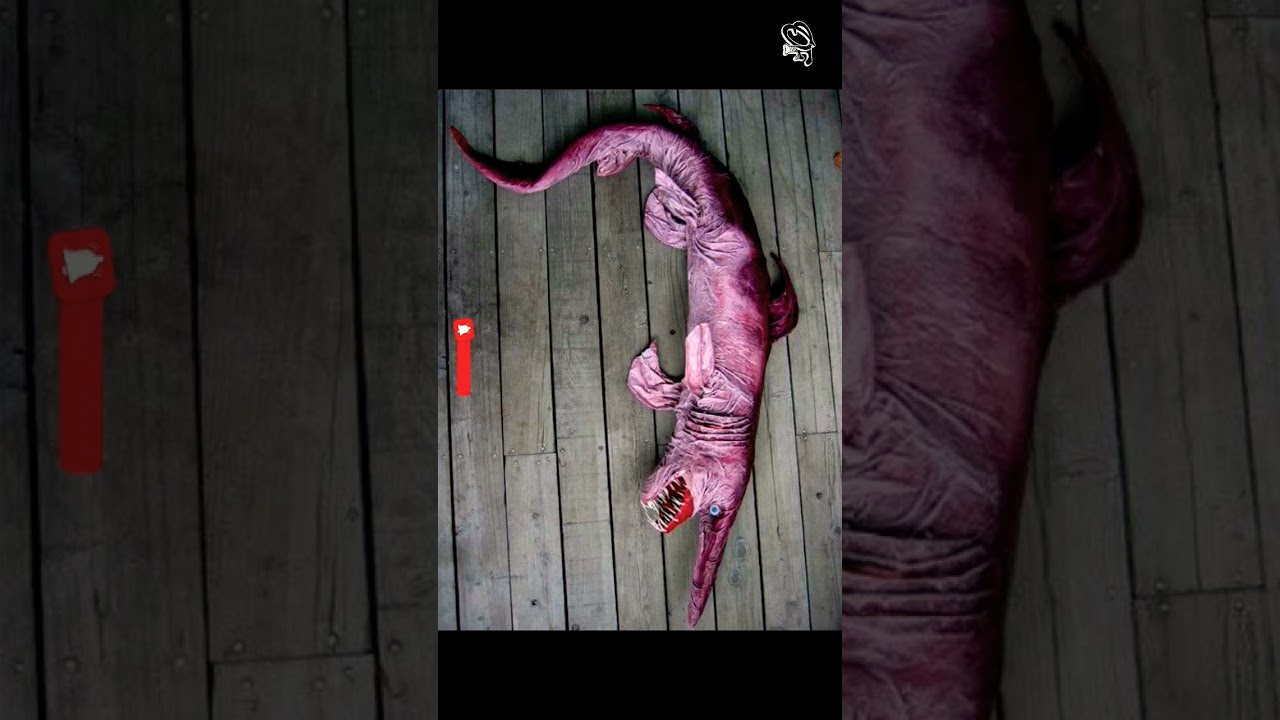 Goblin Shark Is One Of The Rare Species #shorts