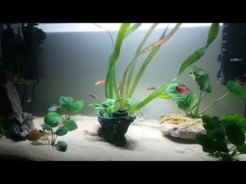 My 1st community tank with betta angelfish zebrafish tetra barbs glowfish and others