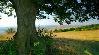 Krausberry - Ve stínu Lípy Krausberry - Ve stínu Lípy