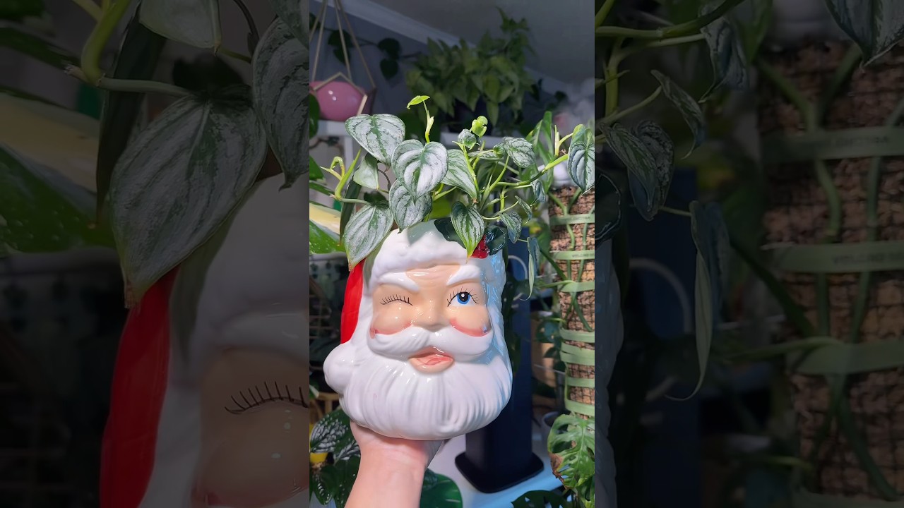 Maceta navideña 🪴🎅 #plantas #plantasdeinterior #macetanavideña