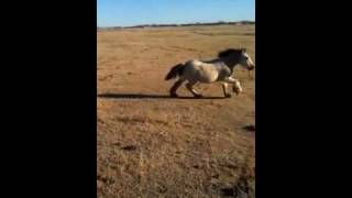 Ride with the Gypsy Cob foals