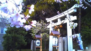 【トイデジ】2024年　桜 ②【中氷川神社】【デジタルハリネズミ】【vlog】【ブイログ】#Japan #photography #ToyCamera
