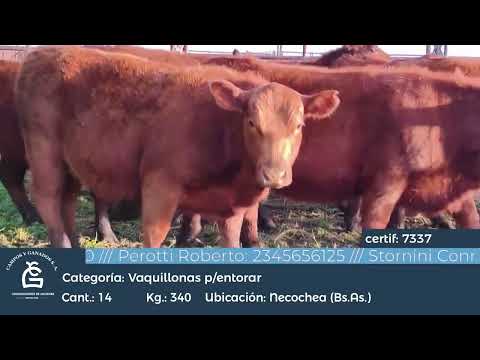 Lote VQ GENERALES PARA ENTORAR