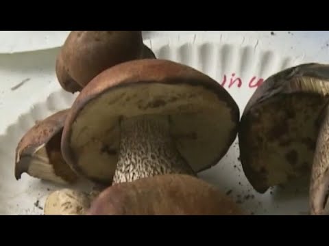 Texas could use psychedelic mushrooms to treat PTSD in veterans | FOX 7 Austin