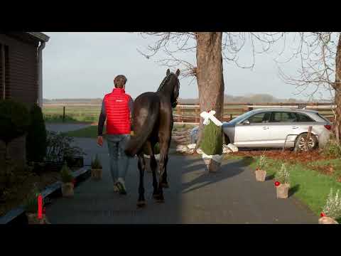 Bentley ARW Z (Balou du Rouet x Indoctro).