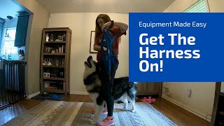 Easy And Stress Free Way To Get A Mushing Harness On Your Dog