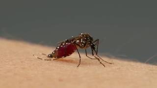 ডেঙ্গু সংক্রান্ত ভিডিও।