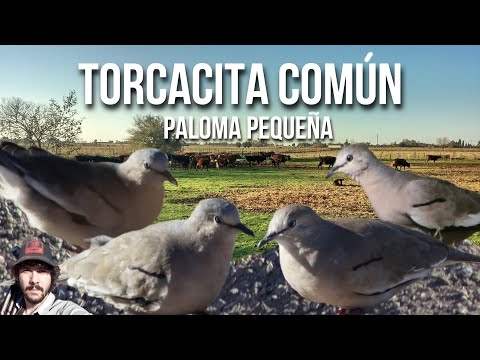 Picui Dove call 4K (Columbina picui)