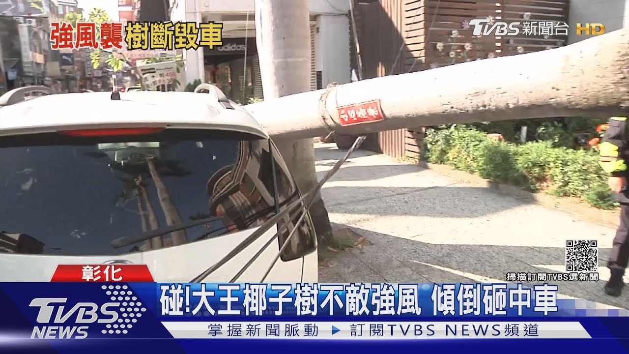 碰!大王椰子樹不敵強風 傾倒砸中車