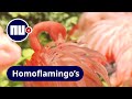 Dierentuin Denver onthult homoseksueel flamingostel | NU.nl