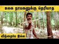 Sakalakala Vallavan Tamil Movie Kamal Fights Goons In The Forest Kamal Haasan Ambika