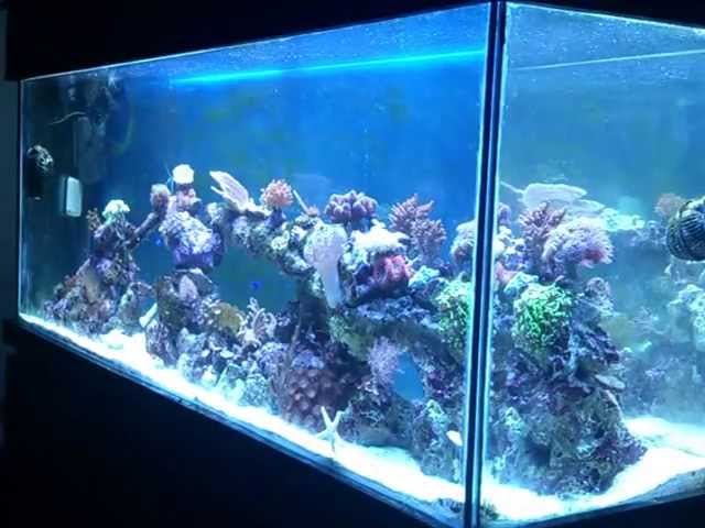 My simple 100g reef tank no sump.