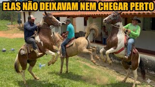 NINGUÉM QUERIA PEGAR PRA AMANSAR 