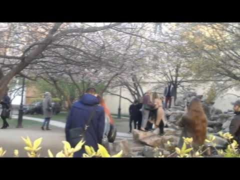 гСанкт-Петербург."Самоизоляция" у цветущей сакуры. 06.05.2020